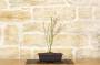 3 - Pre bonsai di Acero Palmato Butterfly