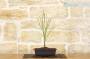 4 - Pre bonsai di Acero Palmato Butterfly