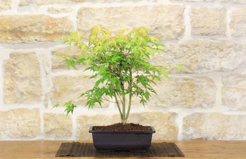 2 - Pre bonsai di Acero Palmato Katsura