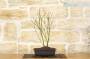 4 - Pre bonsai di Acero Palmato Katsura