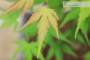 5 - Pre bonsai di Acero Palmato Katsura