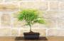 2 - Pre bonsai di Acero Palmato Little Princess