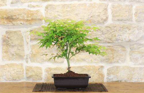 2 - Pre bonsai di Acero Palmato Little Princess