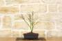 3 - Pre bonsai di Acero Palmato Little Princess