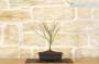 4 - Pre bonsai di Acero Palmato Little Princess