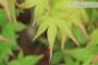 5 - Pre bonsai di Acero Palmato Little Princess