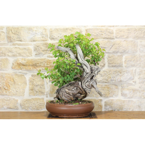Wildtraube Yamadori Bonsai-Baum (3)
