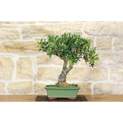Olive bonsai tree (127)