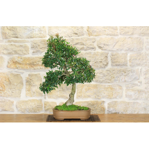 Eugenia bonsai tree (14)