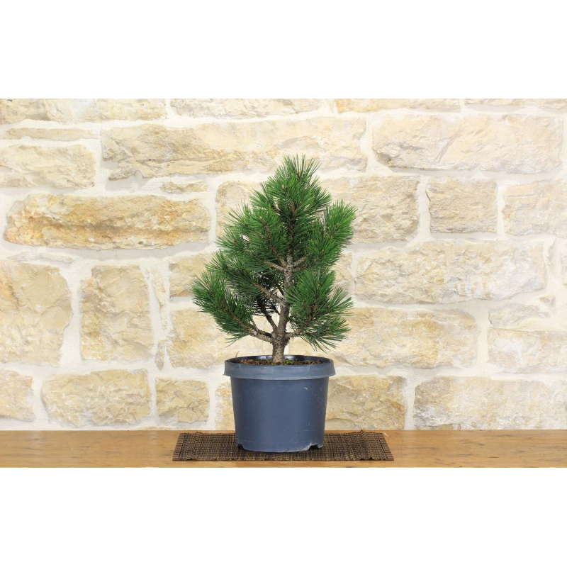 Loricato-Kiefer Pre-Bonsai - Pinus Heldreichii \"Compact Gem\"
