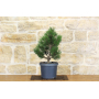 Loricato-Kiefer Pre-Bonsai - Pinus Heldreichii \"Compact Gem\"