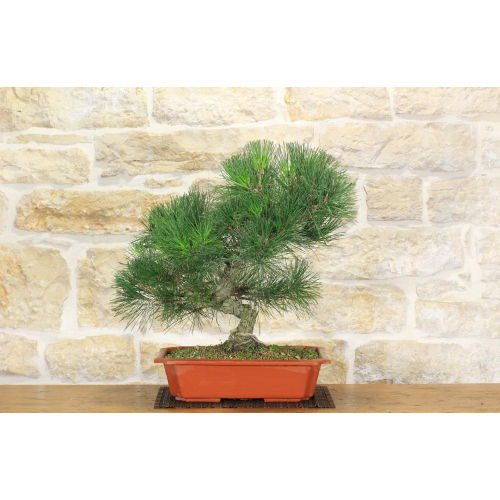 Black Pine Thunbergii pre bonsai (1)