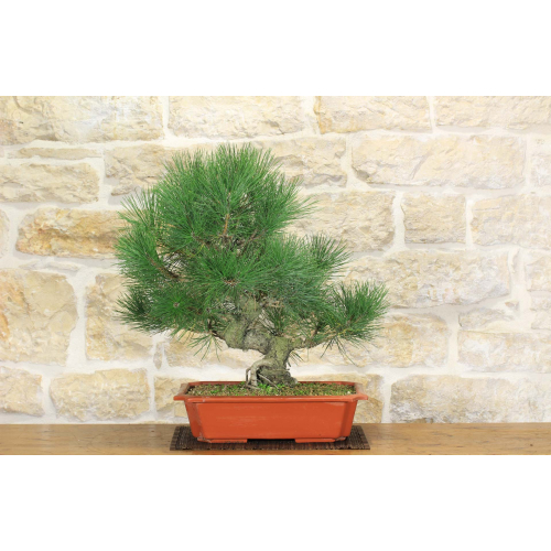 Black Pine Thunbergii pre bonsai (2)