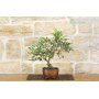 Lentiscus bonsai (63)