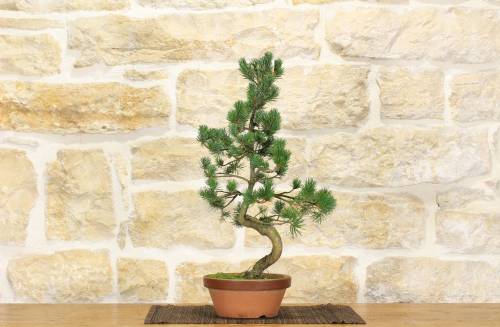 2 - Pre bonsai di Pino Pentaphilla (2)