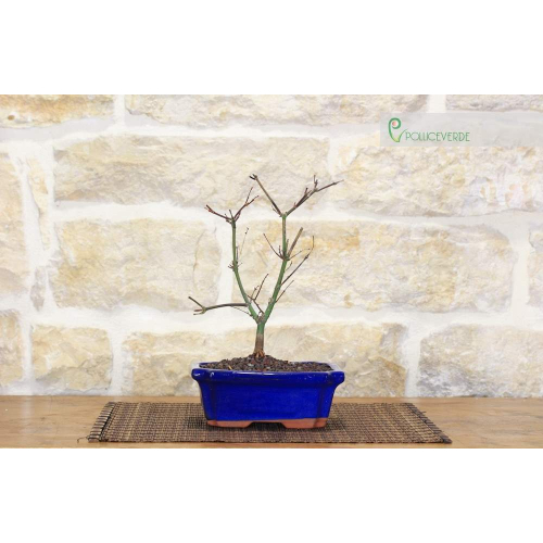 Beni-maiko Érable bonsaï en pot rectangulaire