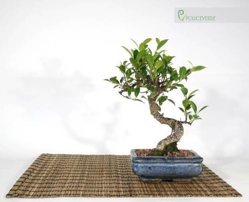 2 - Bonsai di Ficus Retusa vaso cm. 15