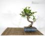 2 - Bonsai di Ficus Retusa vaso cm. 15