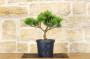 2 - Pre bonsai di Pino Rosso Densiflora "Low Glow"