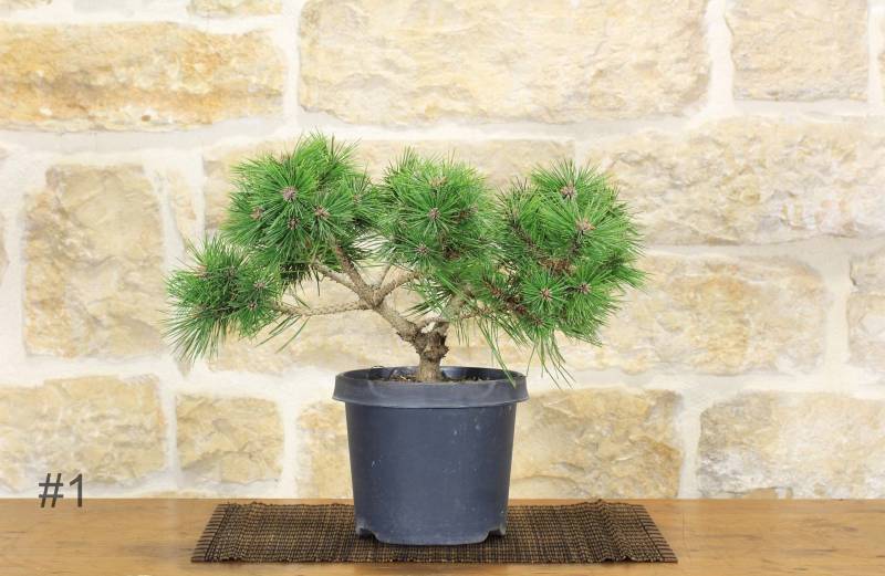 206 - Pre bonsai di Pino Rosso Densiflora "Low Glow"