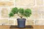 206 - Pre bonsai di Pino Rosso Densiflora "Low Glow"
