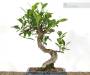 3 - Bonsai di Ficus Retusa vaso cm. 15