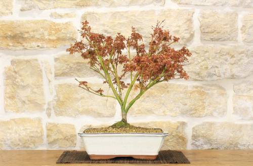 2 - Bonsai di Acero Palmato Little Princess (2)