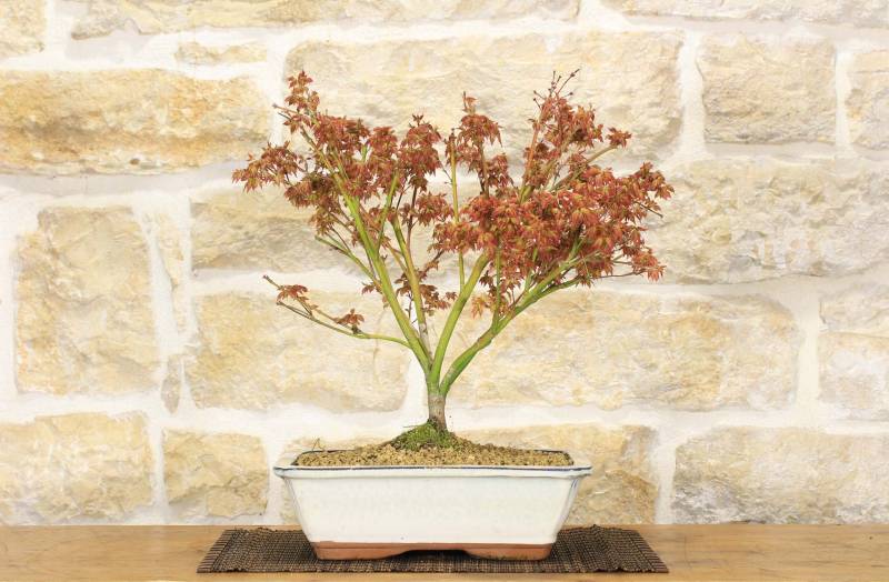 2 - Bonsai di Acero Palmato Little Princess (2)