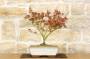 2 - Bonsai di Acero Palmato Little Princess (2)