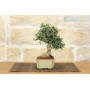 Olive bonsai (243)