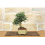 Olive bonsai (243)