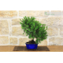 Aleppo Pine Bonsai (6)