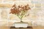 3 - Bonsai di Acero Palmato Little Princess (2)