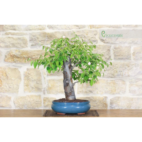 Coing bonsaï (9)