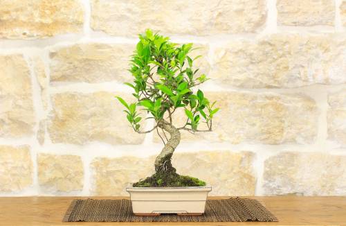 2 - Bonsai di Ficus Retusa vaso cm. 18