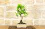 2 - Bonsai di Ficus Retusa vaso cm. 18