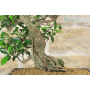 Ficus Retusa Bonsai (155)