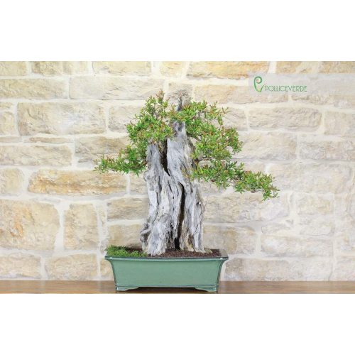 Granatapfel Yamadori Bonsaibaum (3)