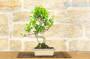 3 - Bonsai di Ficus Retusa vaso cm. 18
