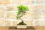 4 - Bonsai di Ficus Retusa vaso cm. 18