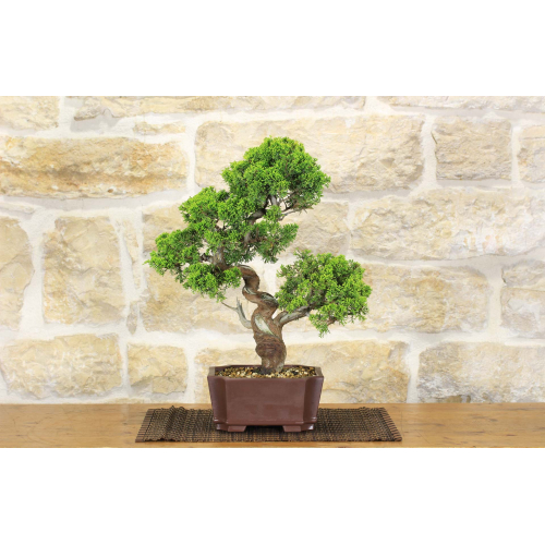 Itoigawa Wacholder Bonsai Baum (78)