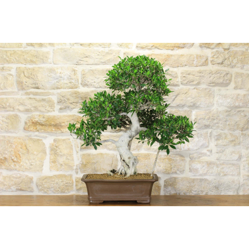 Bonsai di Ficus Retusa (156)