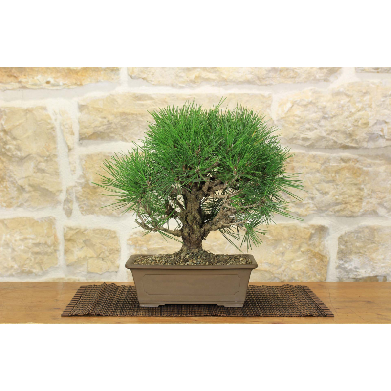 Black Pine Bonsai Thunbergii Yumenishiki (50)