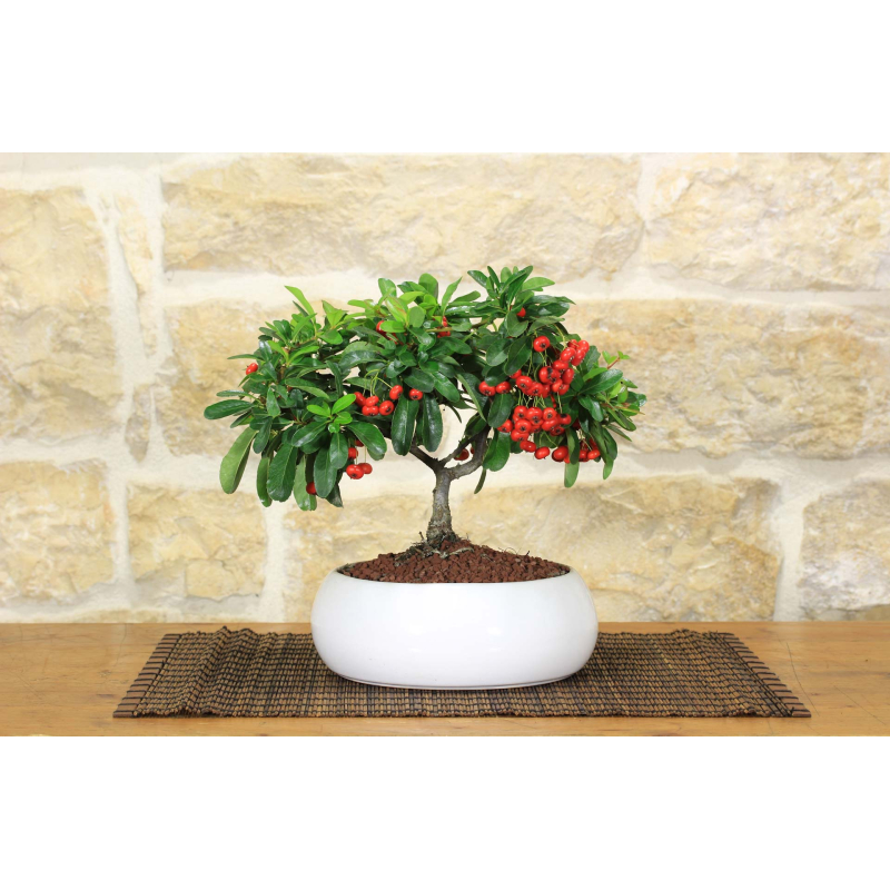 Pyracantha bonsai in shallow bowl - red berries