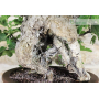 Fig bonsai tree (55)