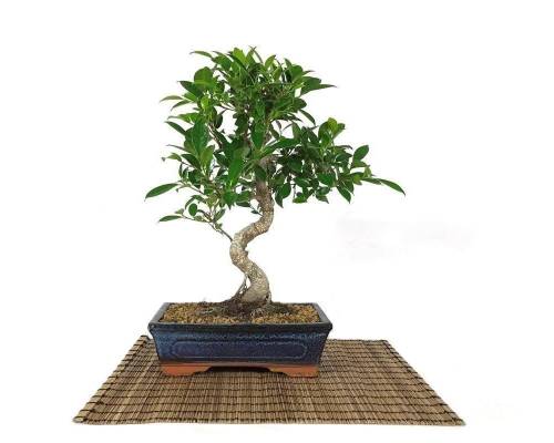 2 - Bonsai di Ficus Retusa vaso cm. 25