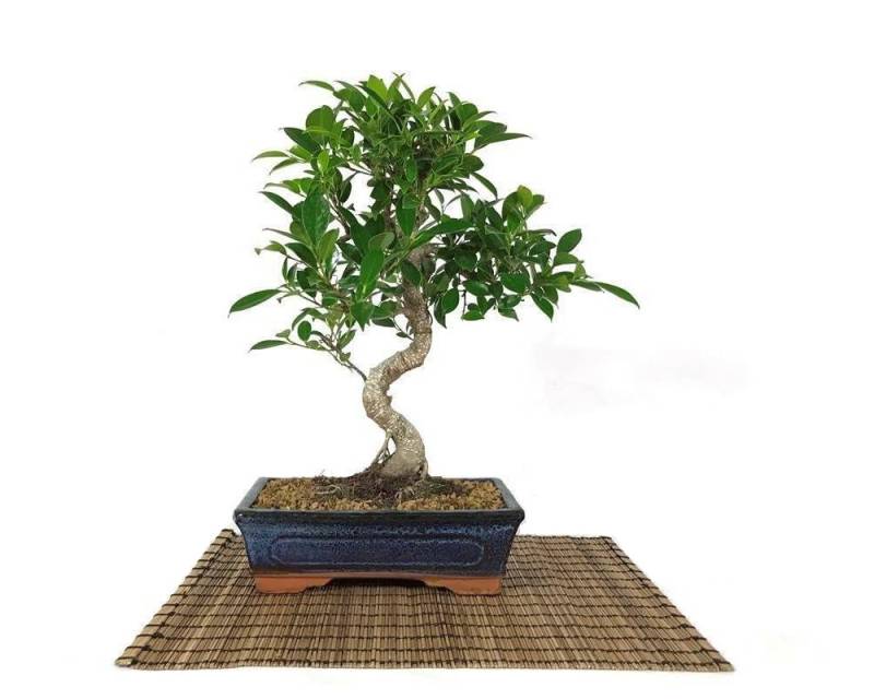 2 - Bonsai di Ficus Retusa vaso cm. 25