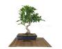 2 - Bonsai di Ficus Retusa vaso cm. 25