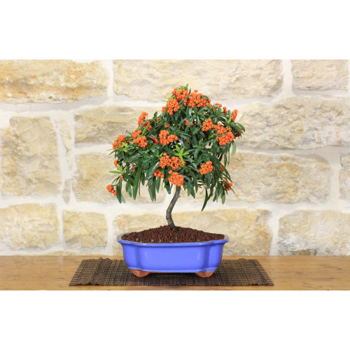 Pyracantha-Bonsai im hellblauen Wolkentopf – orangefarbene Beeren