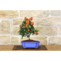 Bonsai di Pyracantha in vaso a nuvola azzurro - bacche arancioni